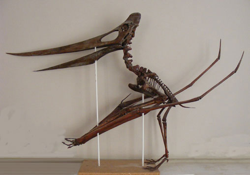 Pteranodon skeleton model