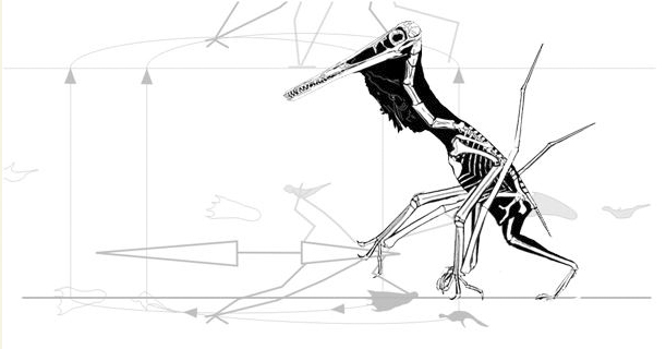 Pterosaur walking matched to tracks