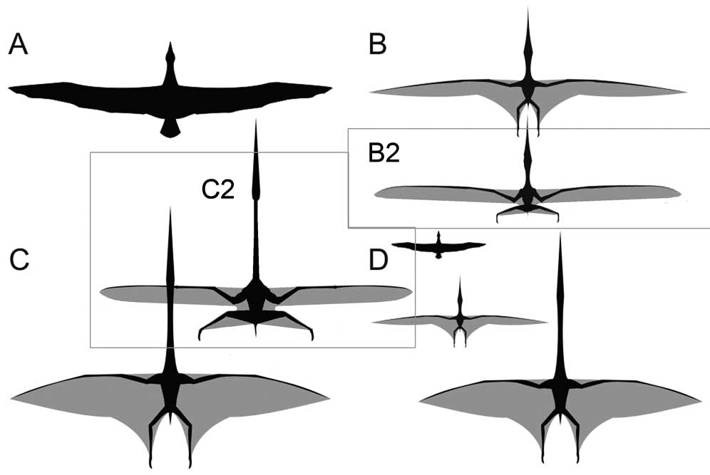 Pterosaur wings after Witton and Habib 2010